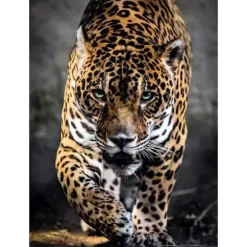 Puzzle 1000 Pieces Jaguar