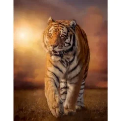 Puzzles 1500 Pieces - Tigre
